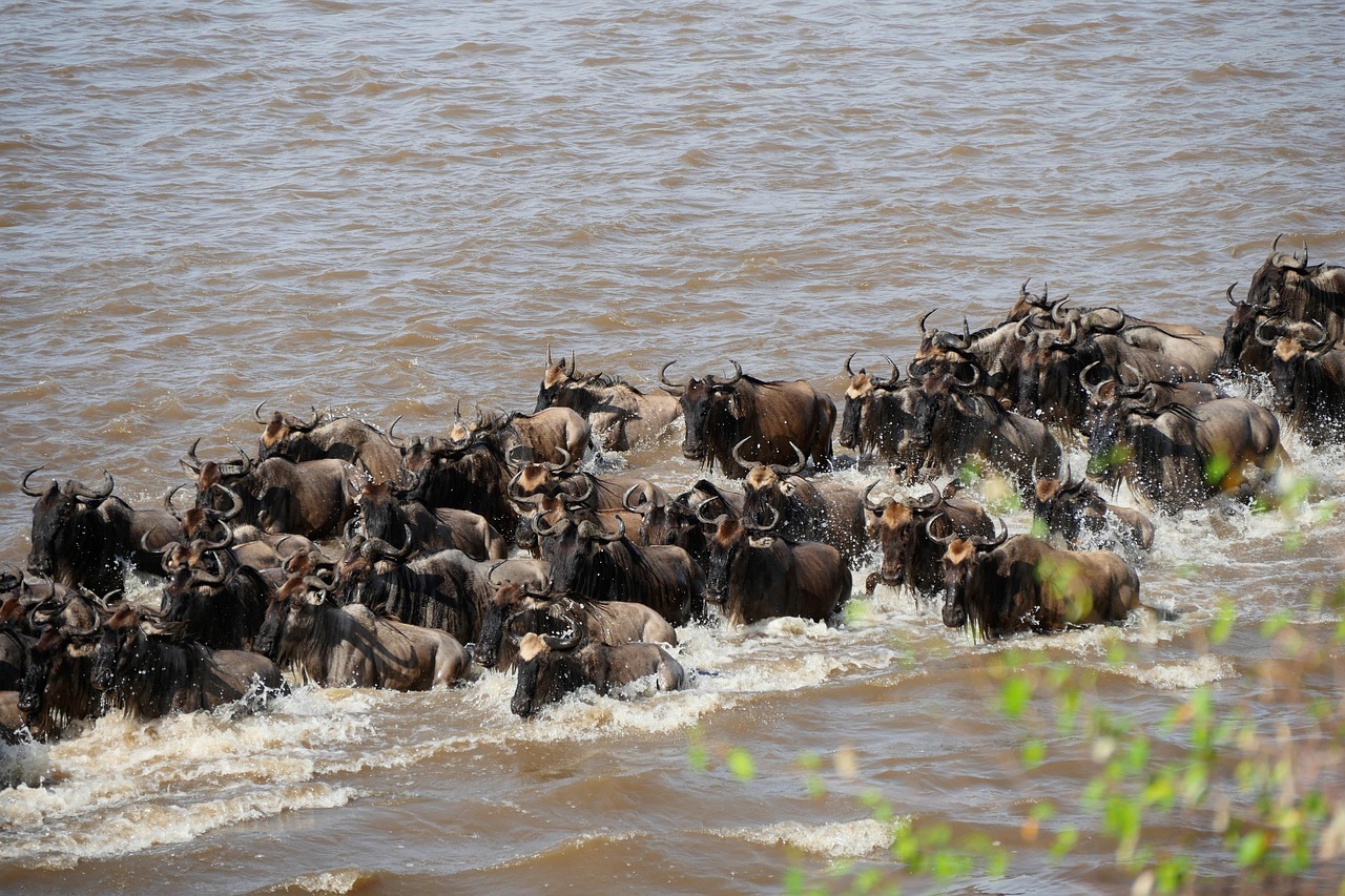 Best Serengeti Safari Tours – Witness the Great Migration 2025 2025